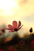 Cosmos