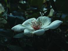 White_flower