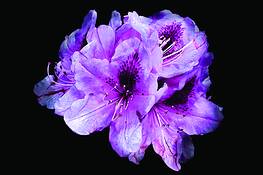 Street_flower