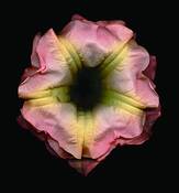 Angels_trumpets