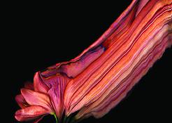 Bronze_lily