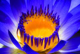 Egyptian_sacred_lily