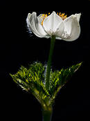 Anemone_occidentalis