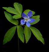 Anemone_oregana