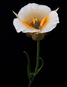 Calochortus_subalpinus