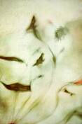 Alstromeria_ballet