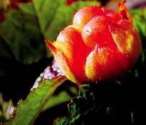 Cloudberry