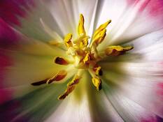 Radiating_beauty