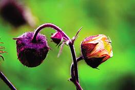 Water_avens