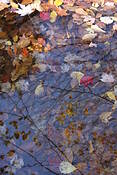Study_in_autumn_light