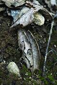 This_leaf