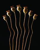 Chorus_line