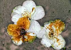 Camellias__in_water