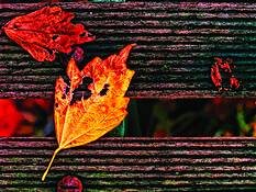 Fiery_autumn_leaves