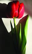 Red_tulip