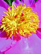 Peony_1