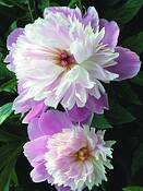 Peony_3