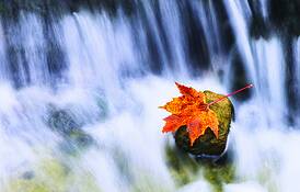 Last_leaf_of_fall