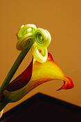 Cala___stem