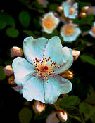 Climbing_rose