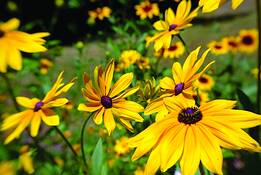 Daisies