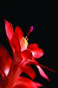Christmas_cactus