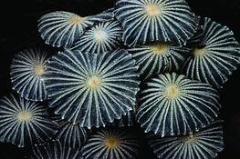 Fungi_friends
