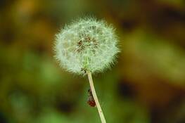 Hope