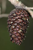 Pine_cone