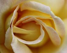 Yellow_rose