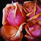Old_roses