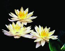 Water_lillies_and_dragonflies