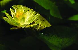 Water_lily
