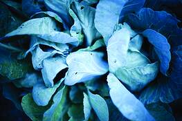 Cabbage_1