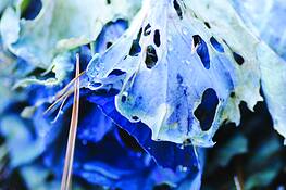 Cabbage_2