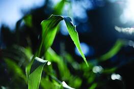 Corn_1