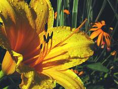 Daylily