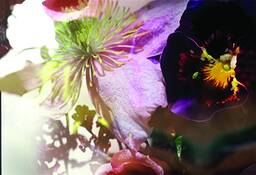 Still_life_with_shadow_and_insects