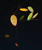 Waterweeds