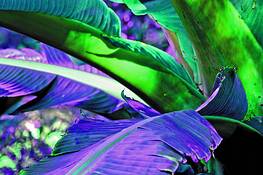 Purple_frond