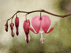 Open_heart