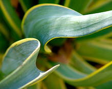 Waves_of_green__1
