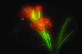 Lensbaby_lily
