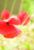 Poppies_from_heaven