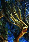 Point_lobos_seaweed_2