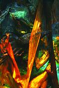 Point_lobos_seaweed_3