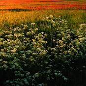 Plants_1