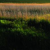 Plants_3