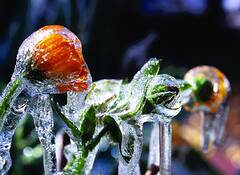 Frozen__flower_4