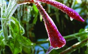 Frozen_flower_2